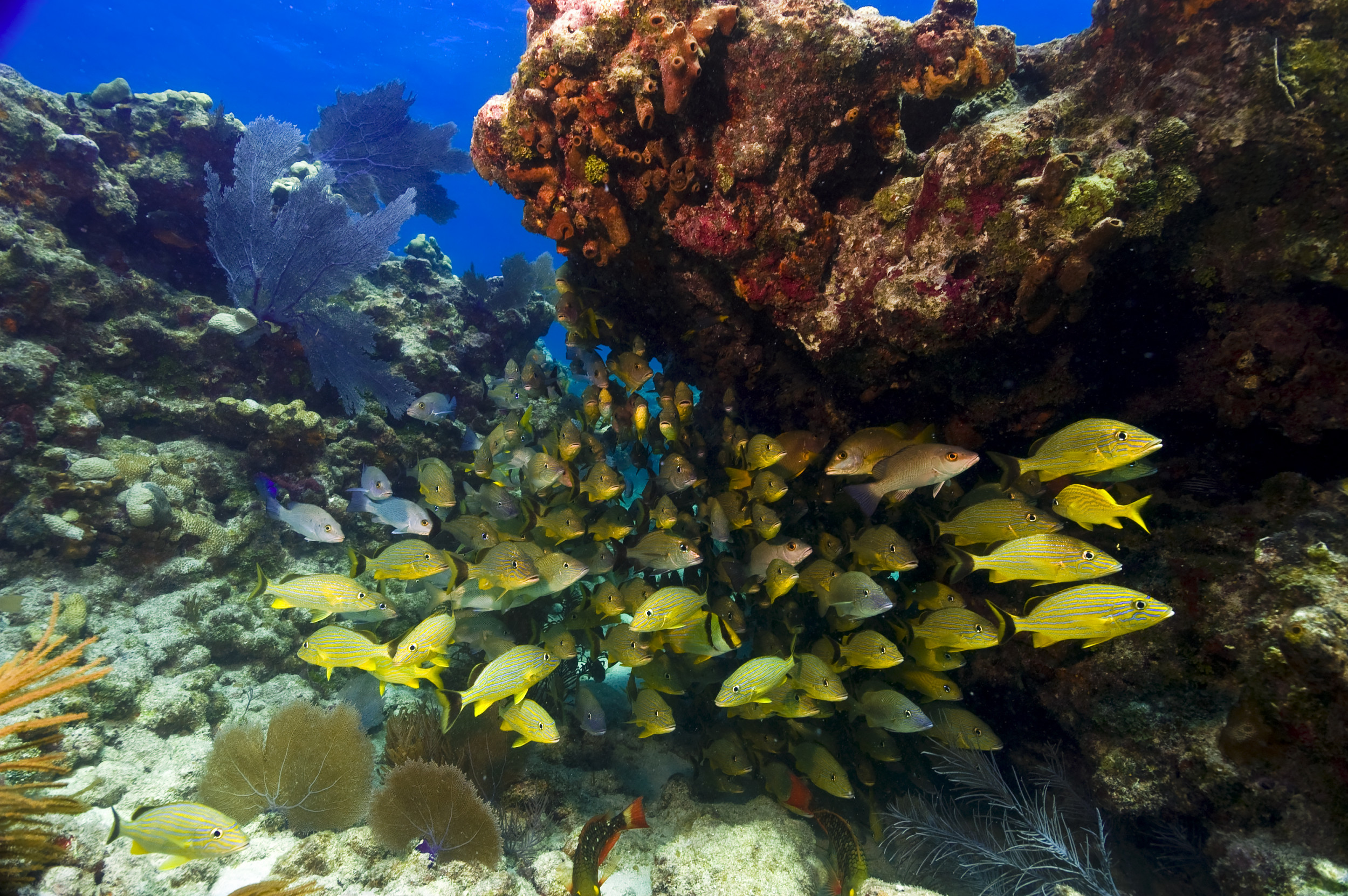 Флоридский риф. Школа голубой риф Флорида. Длинные желтые рыбы в Красном море. Лист риф 4