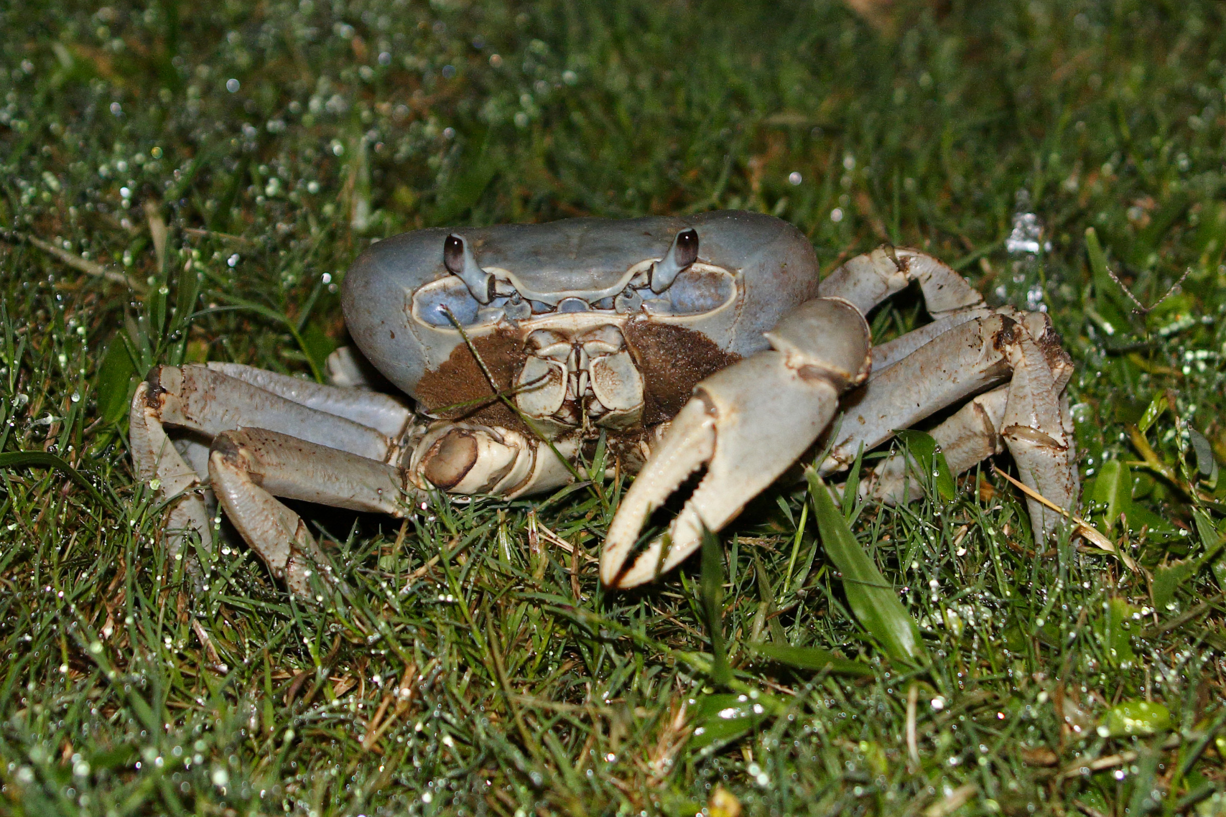 blue crab florida blue crab florida