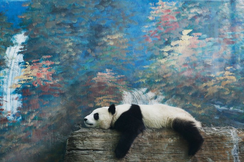 giant panda China Beijing Zoo tourist rocks