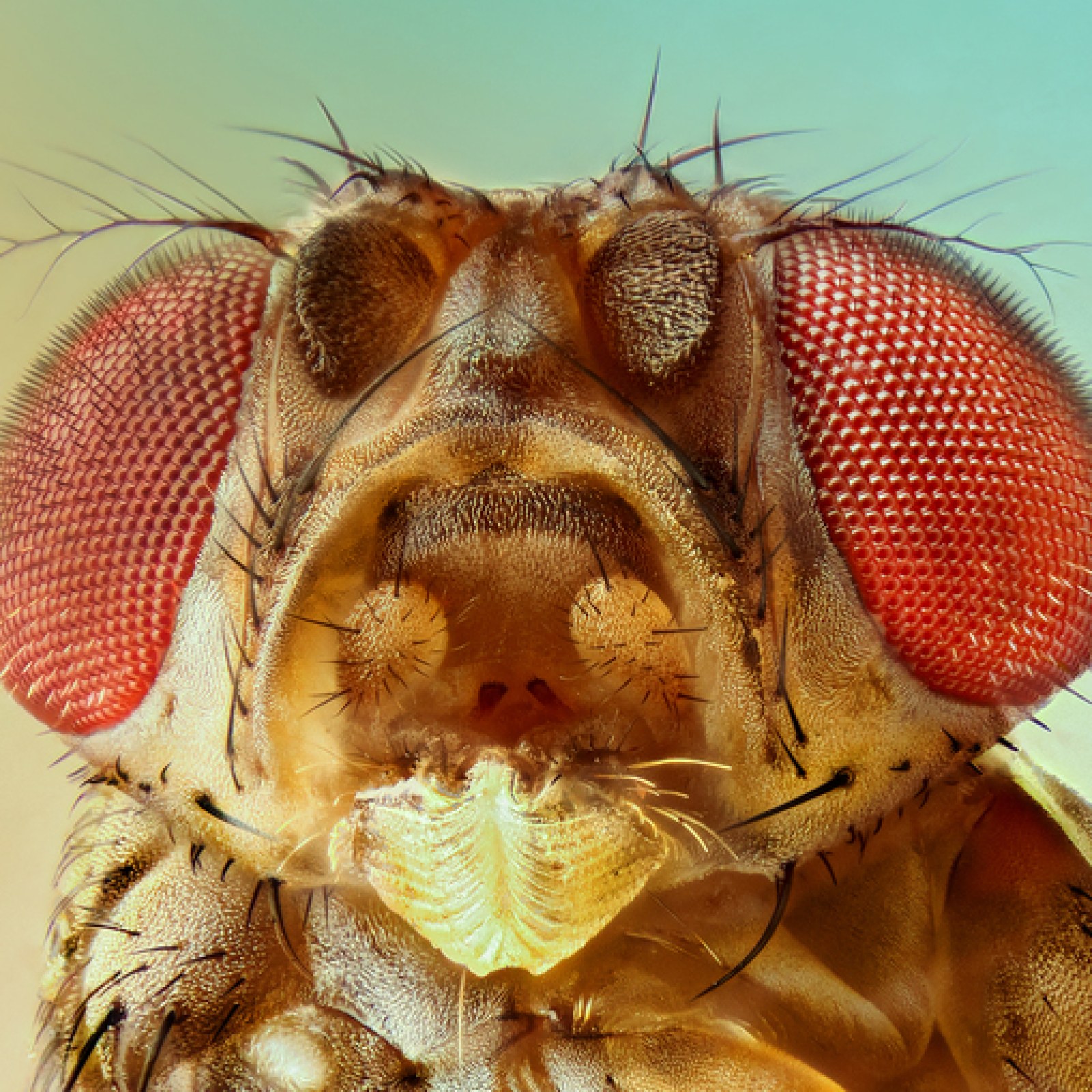 What Insects Can Feel Pain? 