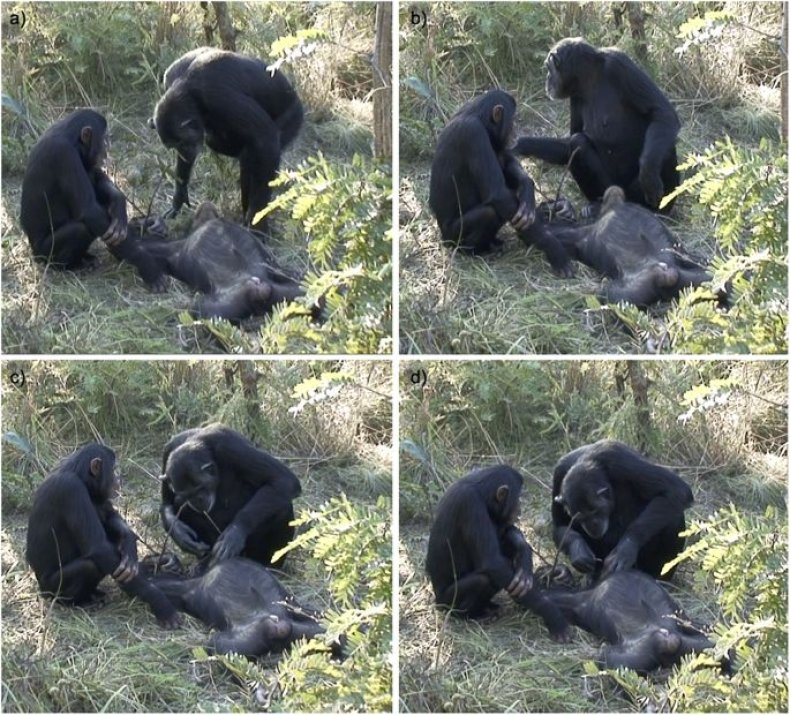 grieving chimp