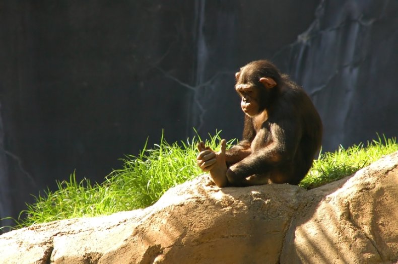 chimp