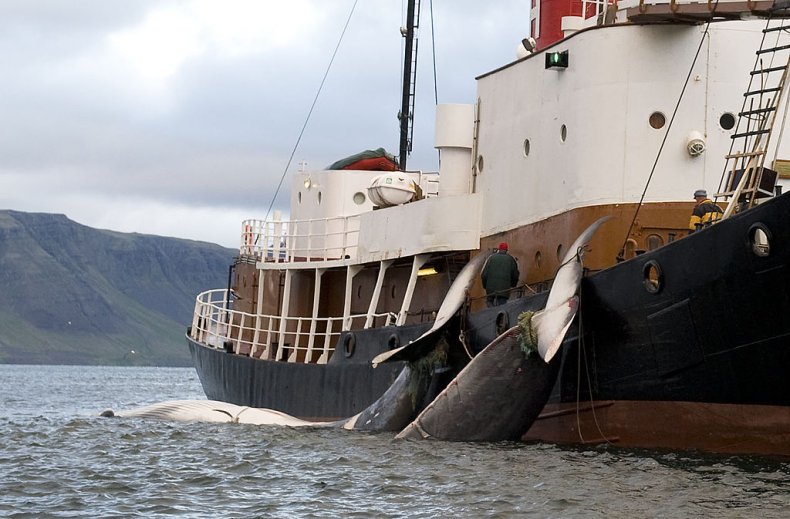 iceland whaling