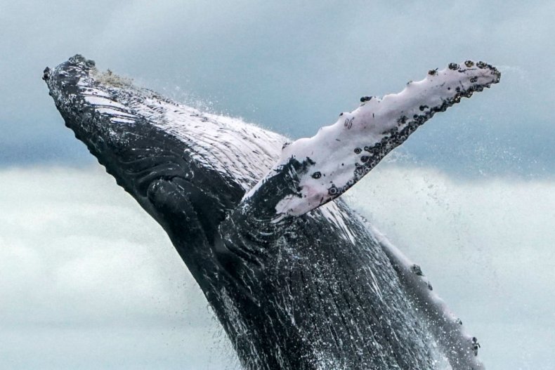 whale iceland