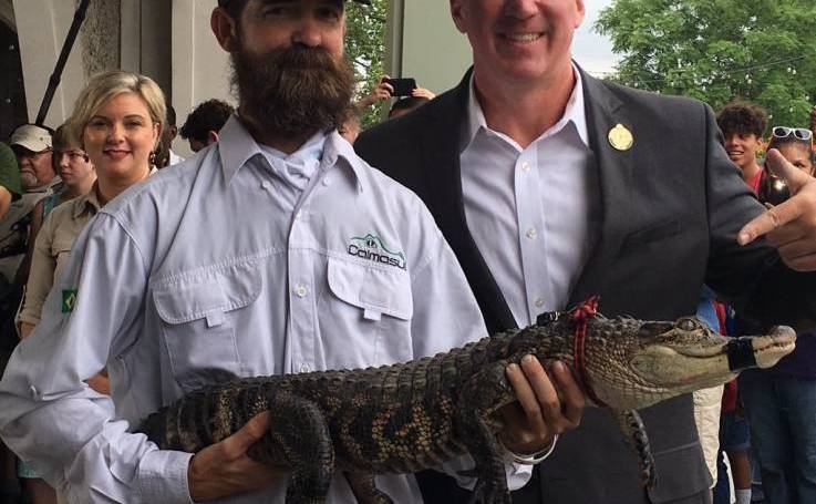 alligator alligator