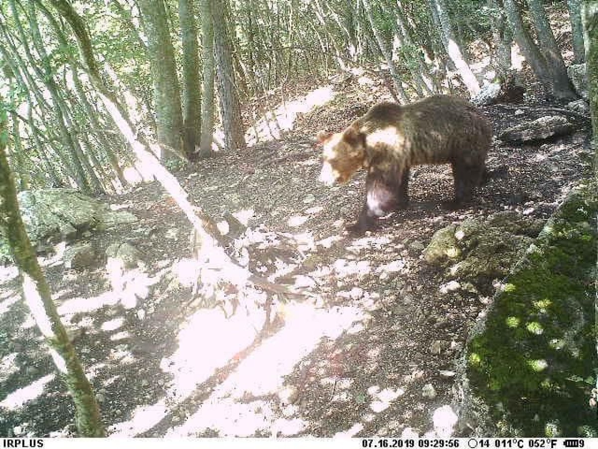 Escaped Bear, Italy