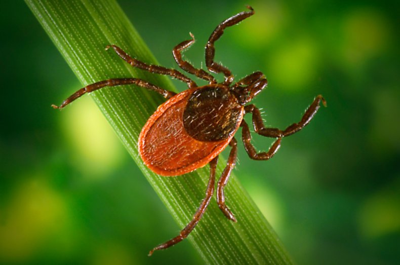tick, Lyme disease
