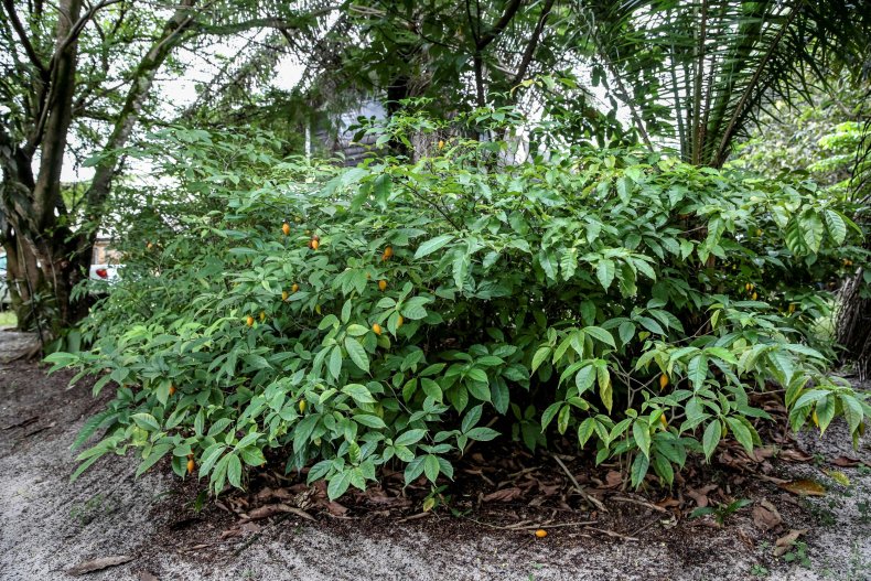 iboga tree miami university professors terminated
