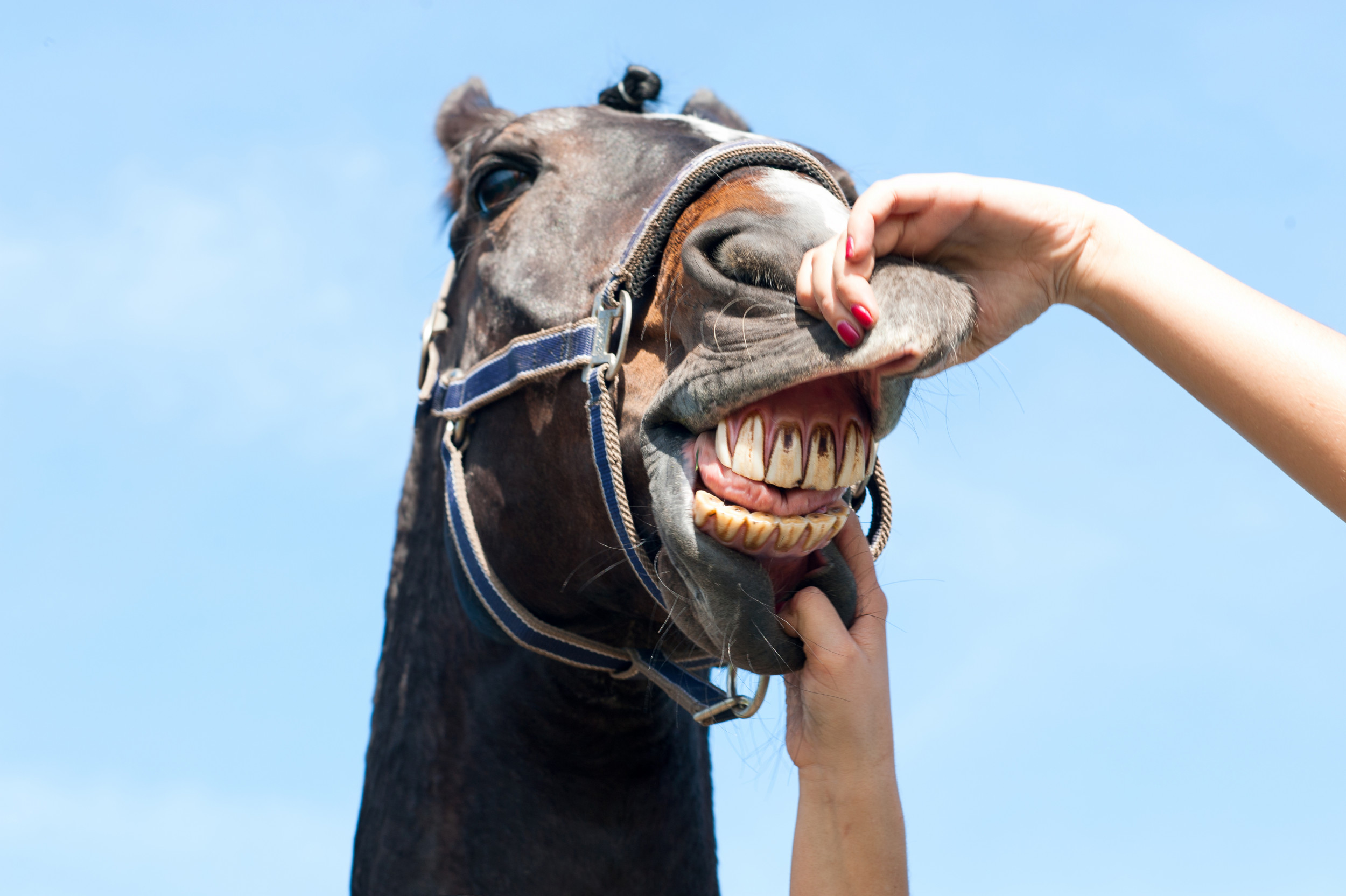 How To Become Horse Dentist