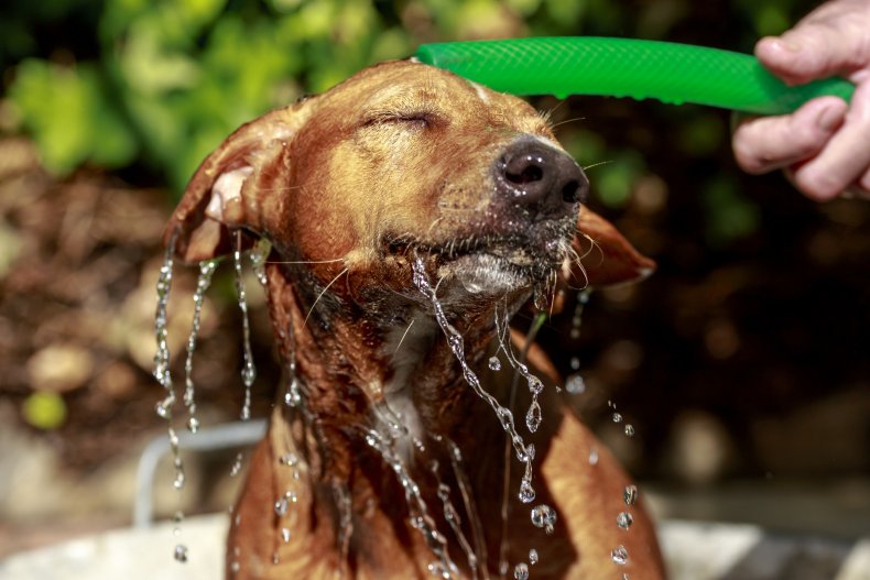 pet dog heatwave