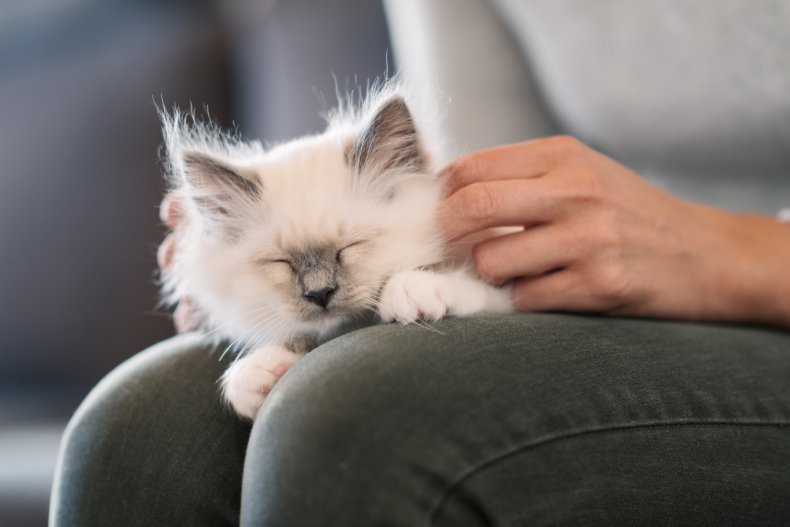 Petting Cats Linked to Reduced Stress Levels: 'Just 10 Minutes Can Have a  Significant Impact'