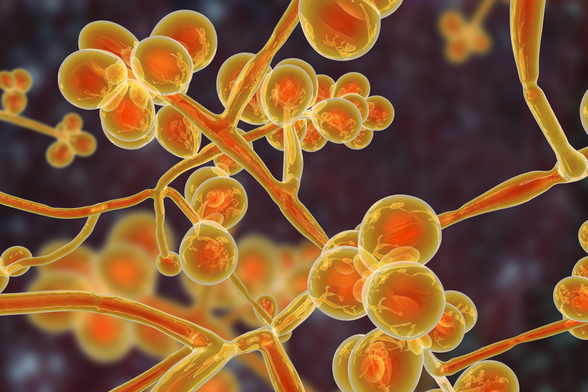 Scientists Who Studied Candida Auris Fungus Warn Global Warming May