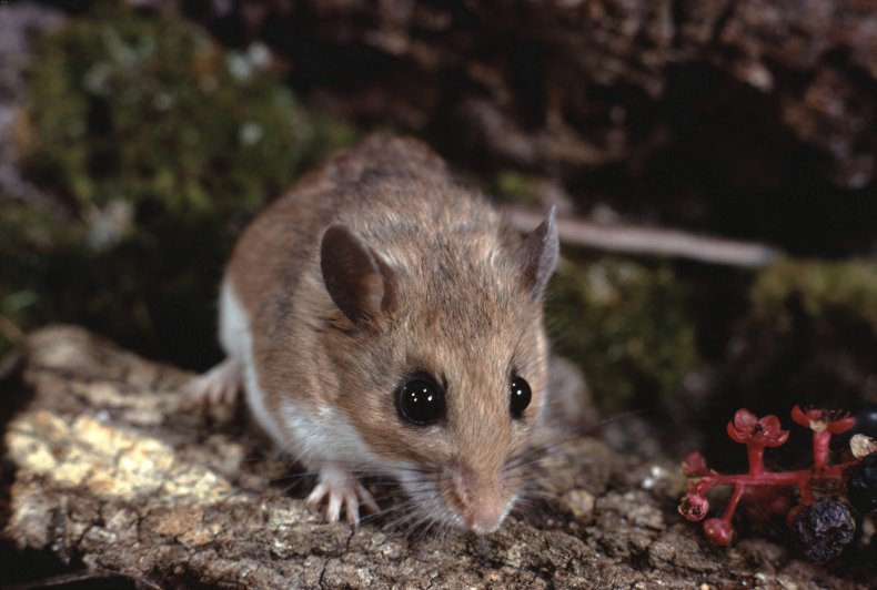 Peromyscus Leucopus, white-footed mouse, stock, getty