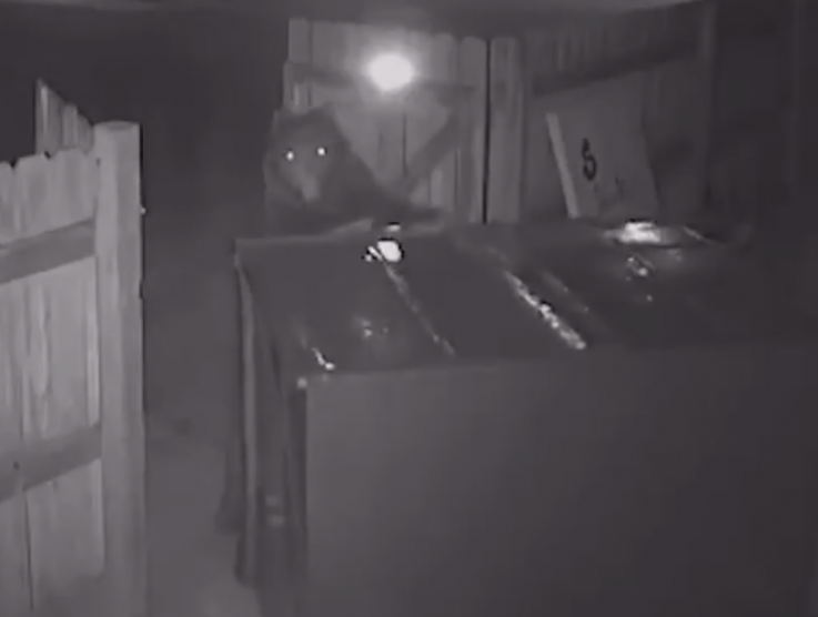 Bear Stealing Dumpster Bear Stealing Dumpster