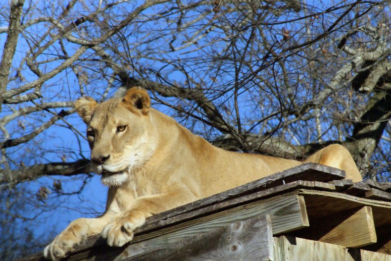lion, heat wave