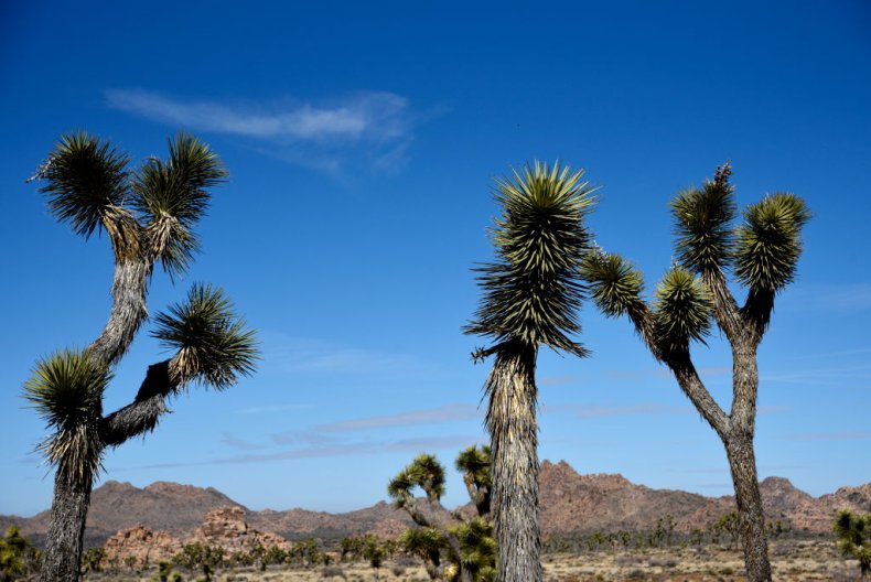 Joshua Tree