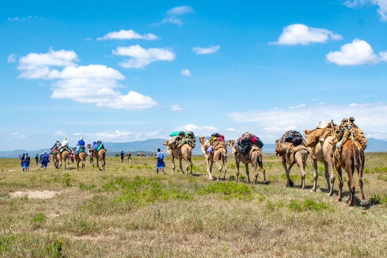 camel safari