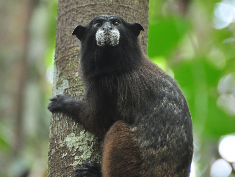 primate, black-fronted tamarin, monkey,