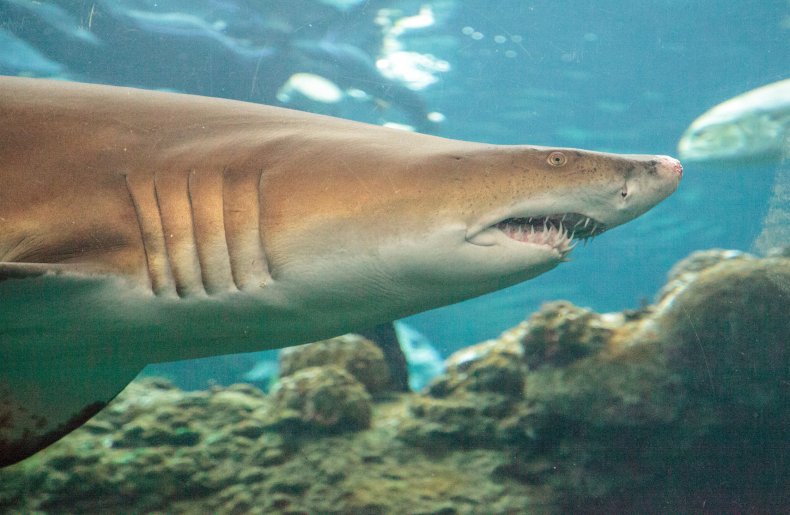blacktip, shark, Carcharhinus limbatus, stock, getty,