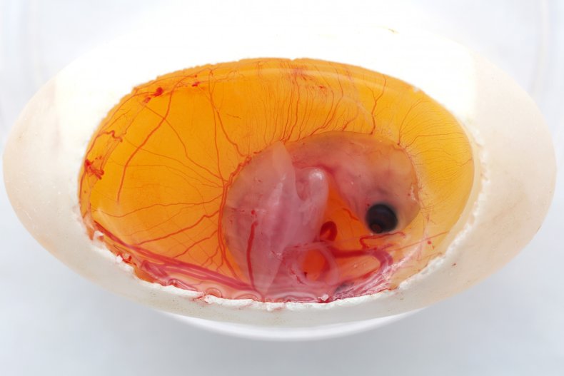 turtle embryo, Current Biology,