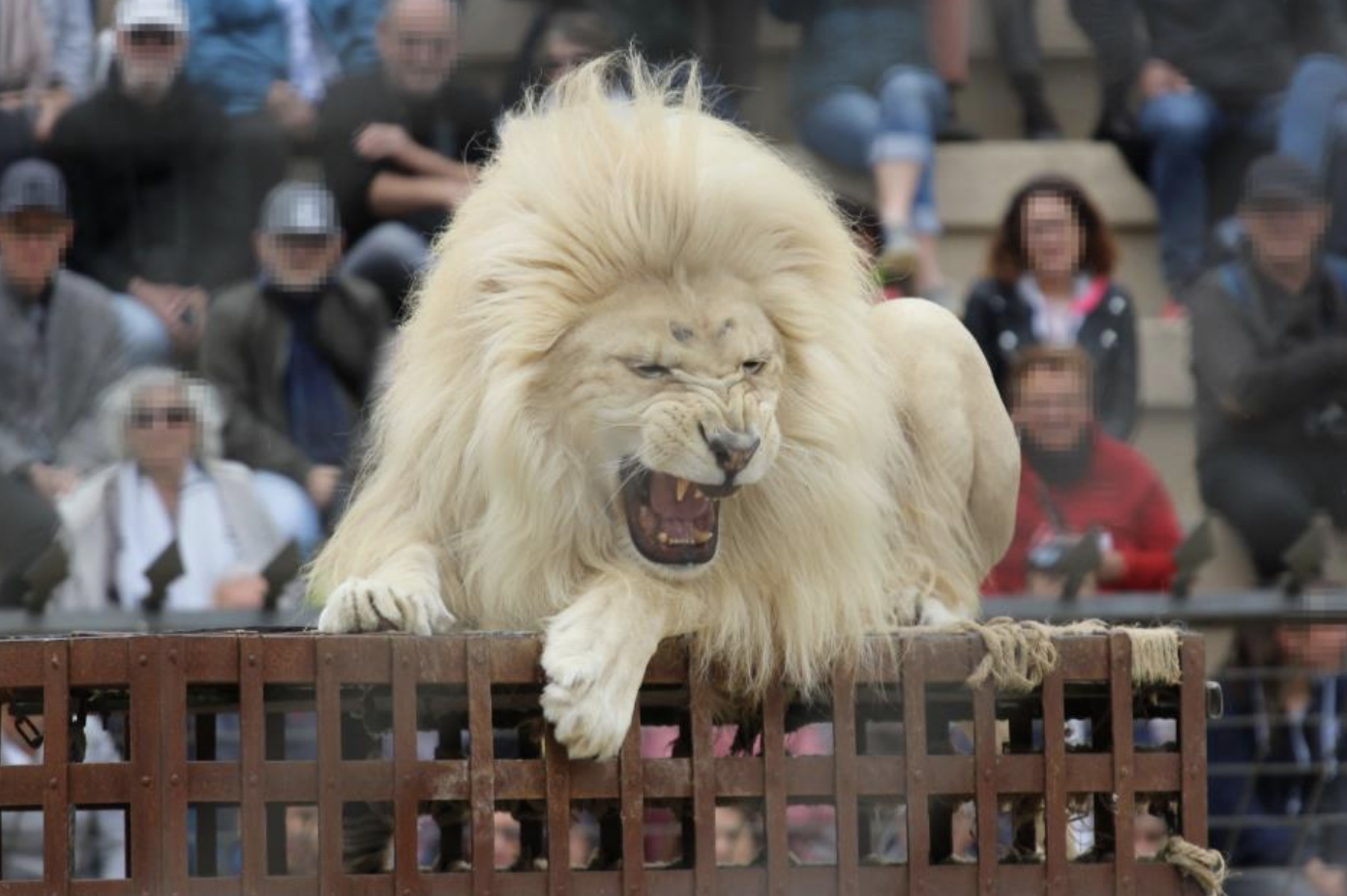 Lions and Tigers Forced to Take Part in 'Gladiator-style' Amphitheater  Shows, Shocking Report Reveals