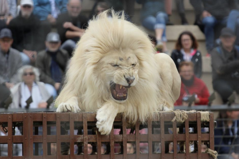 lion performance