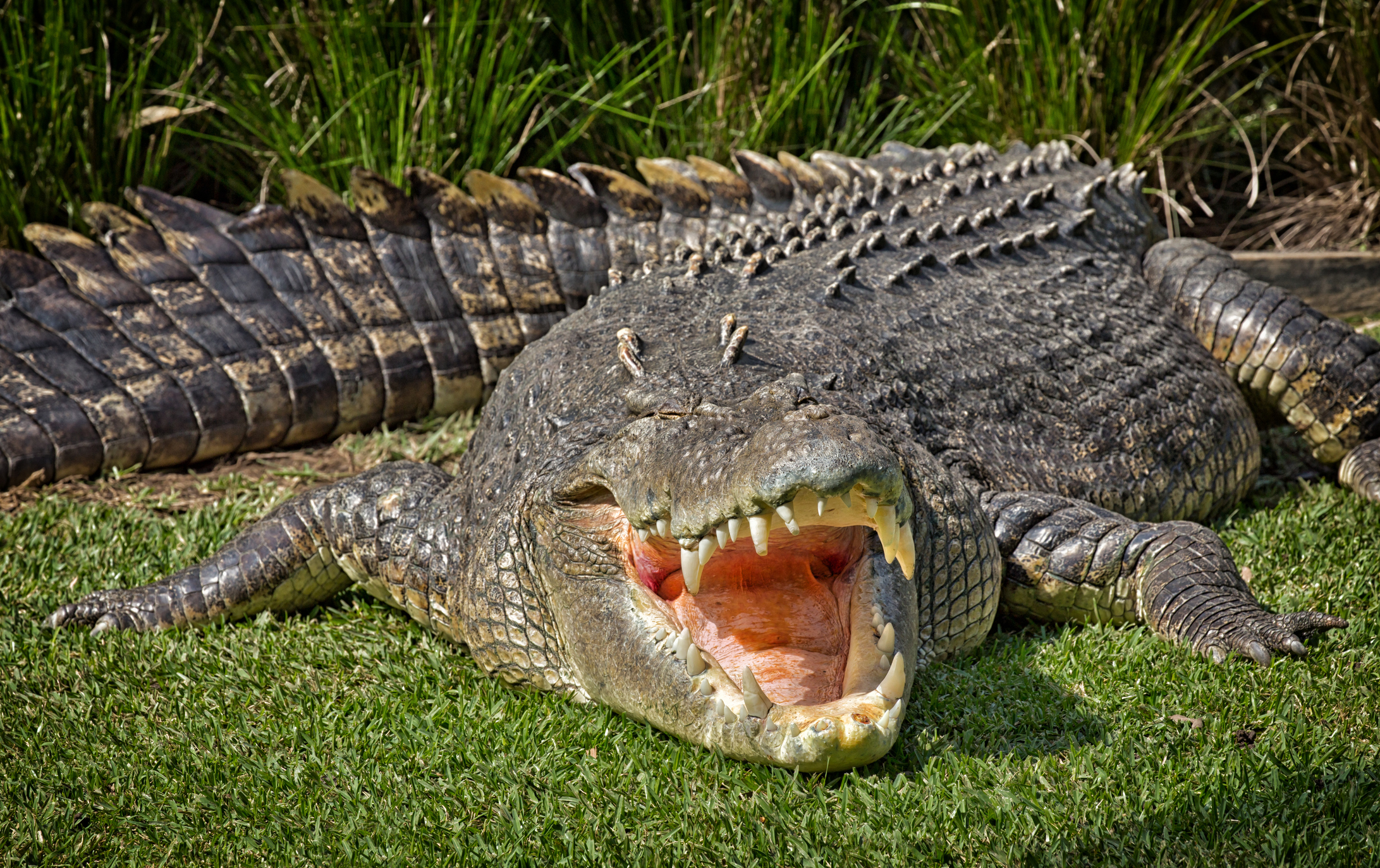 Гребнистый крокодил в Австралии