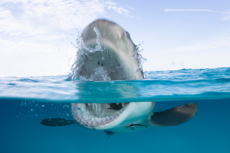How to Live Stream Shark Week's First Movie 'Capsized: Blood in the Water'