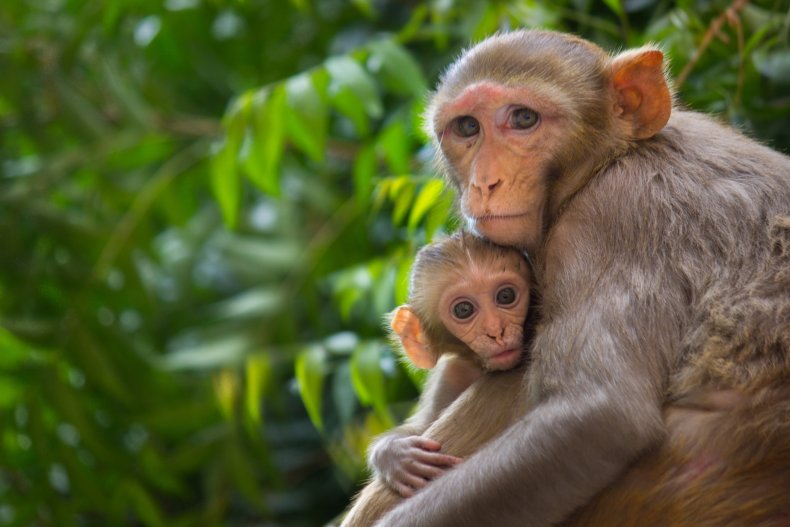 Rhesus macaque monkeys, primate, stock, getty,