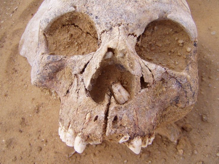neolithic skull neolithic skull