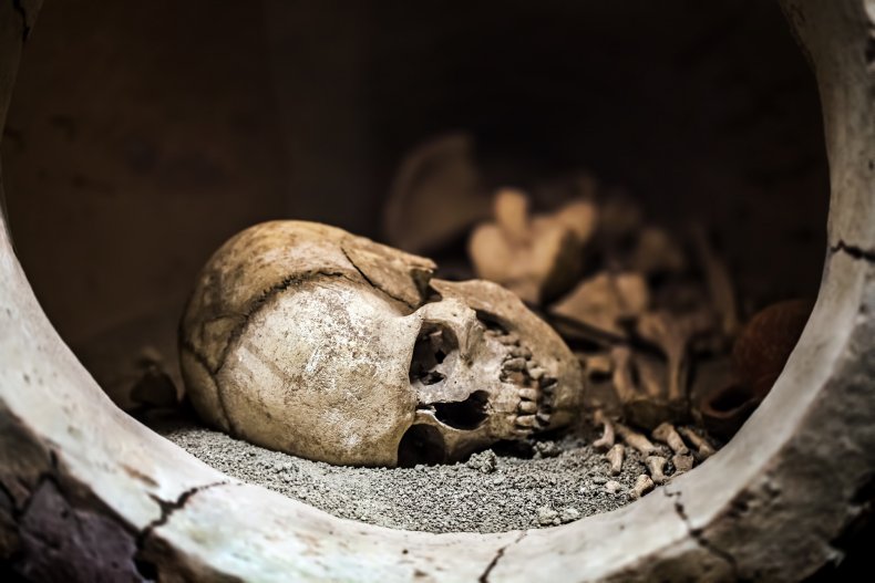 human skull