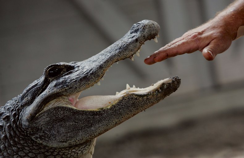 Alligator Florida Hand Alligator Florida Hand