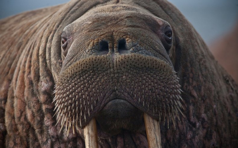 walrus
