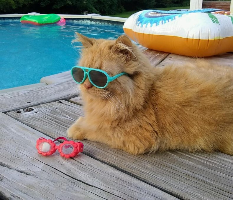 tissy swimming cat