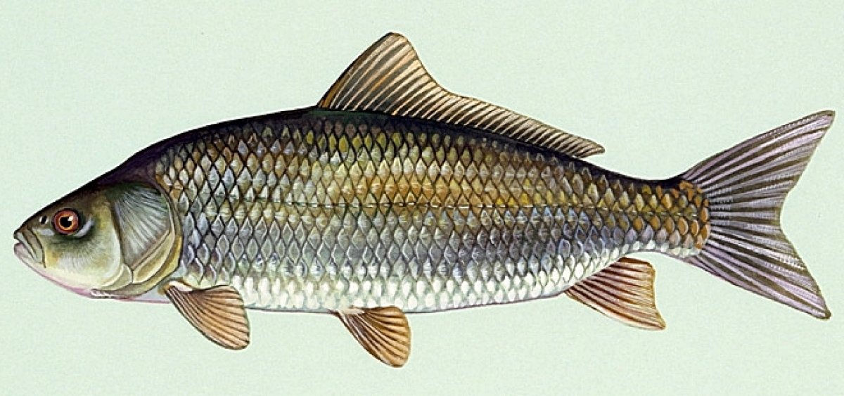Ictiobus cyprinellus, buffalo fish, stock, getty