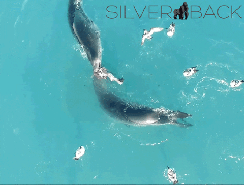 leopard seal leopard seal