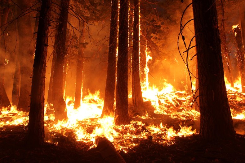 forest fire, rim fire, Stanislaus National Forest,California