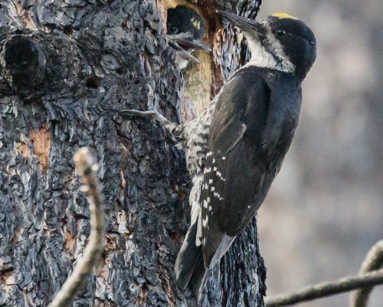 black-backed woodpecker, bird, wildfire,