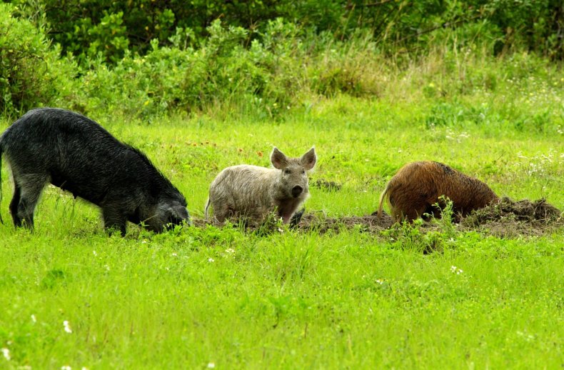 Feral hogs