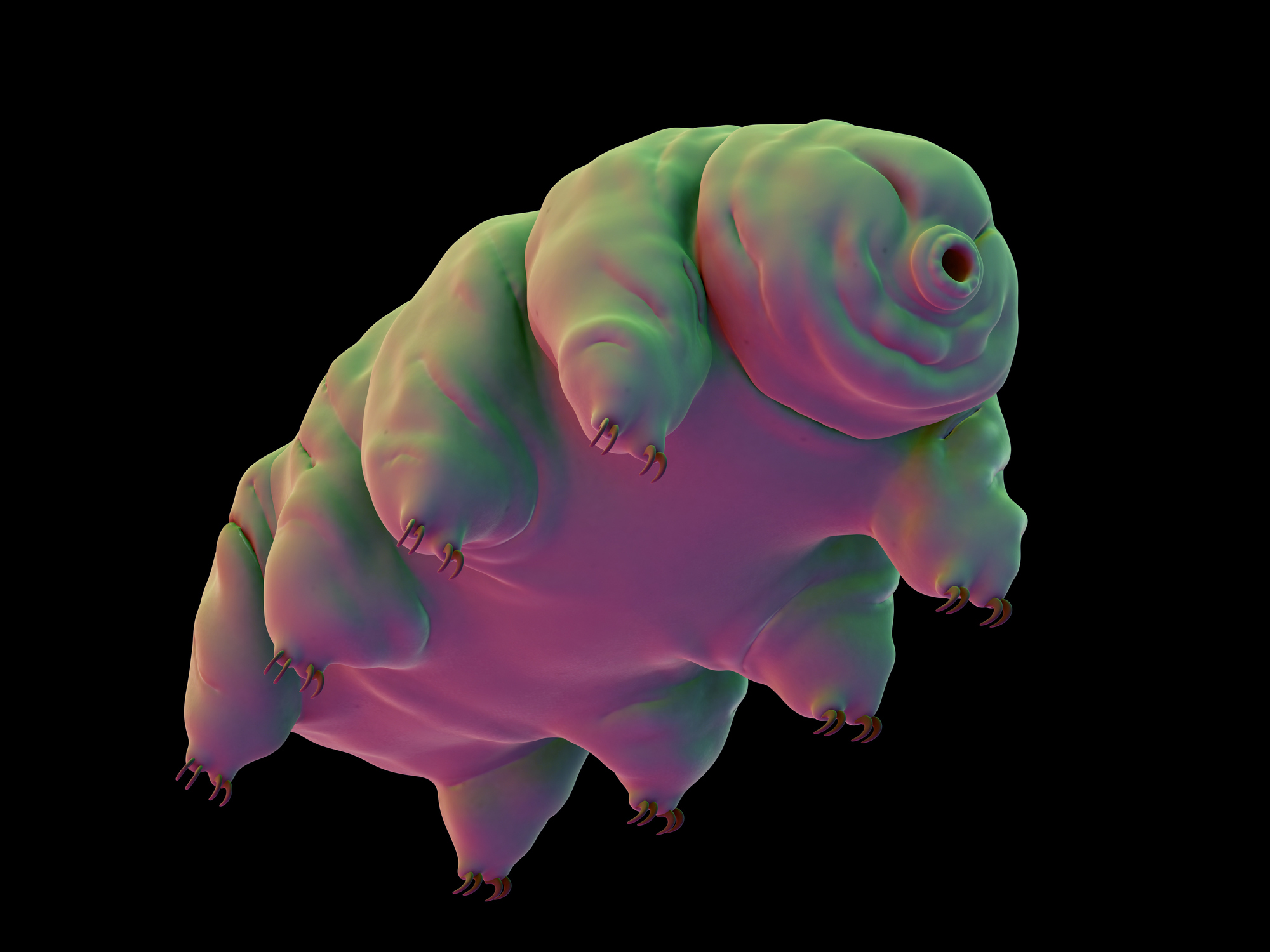 tardigrade carbon backbone