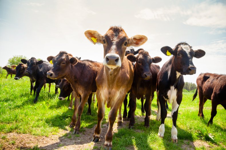 cows