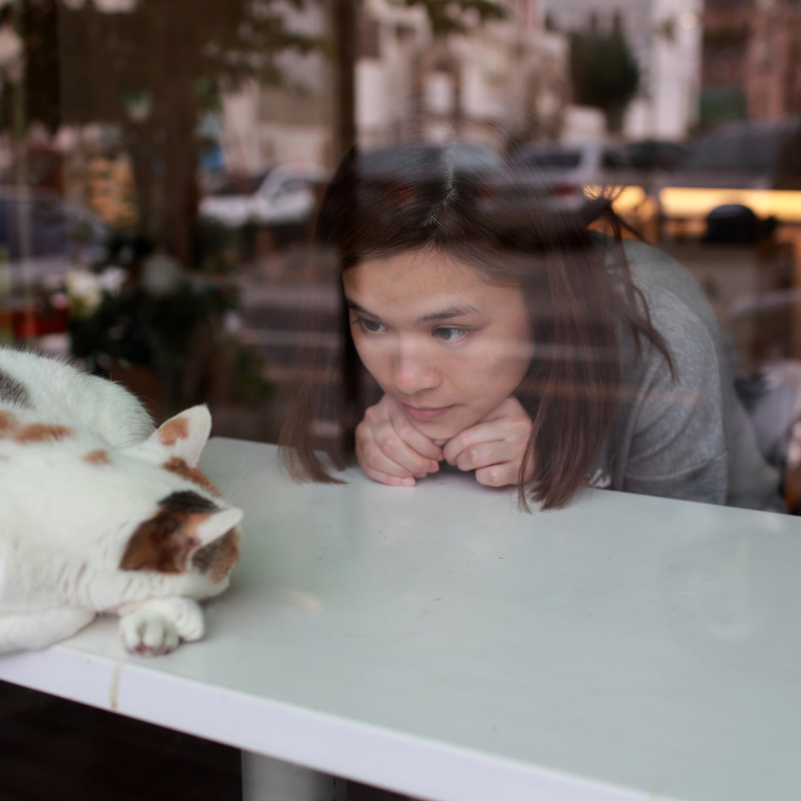 International Cat Day Cat Cafes Near You In The U S