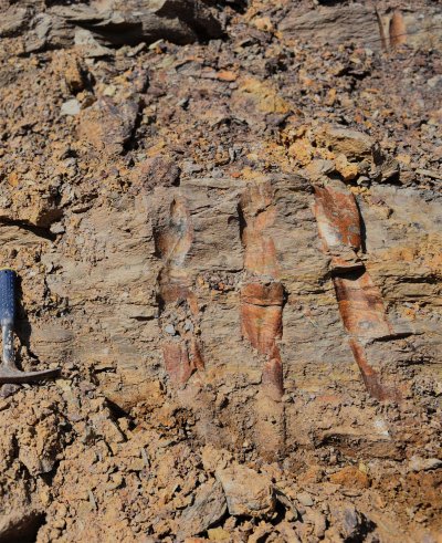 fossil forest china