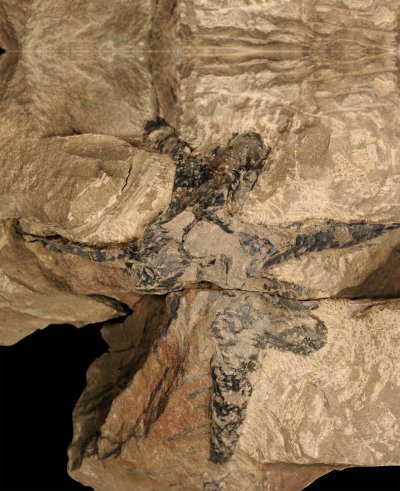 fossil forest china fossil forest china