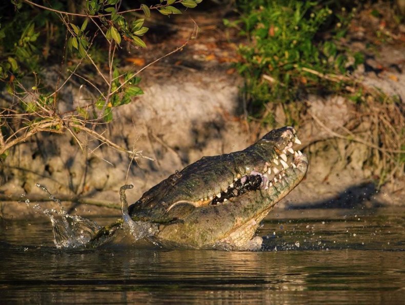 Everglades crocodile 