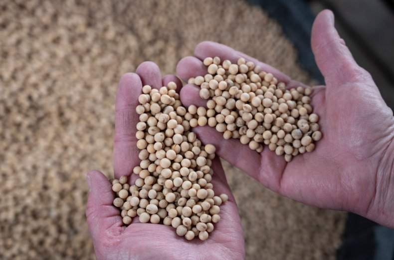 soybean