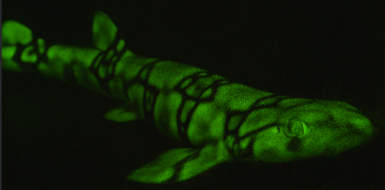 catshark, bioluminescence, shark, sea,