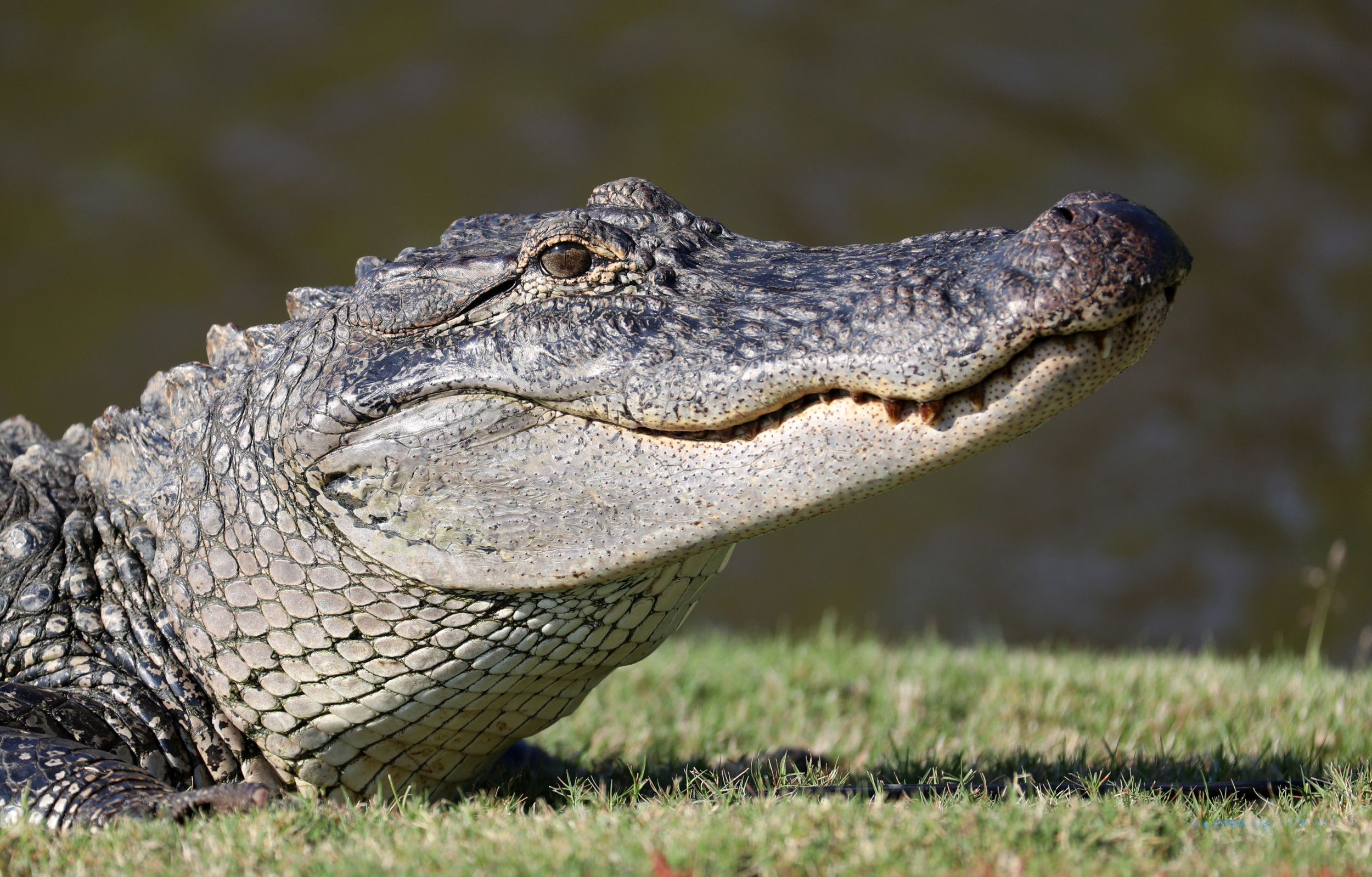 Alligator Kills Florida Woman's 100 Pound Dog Called 'Tank' 'All I