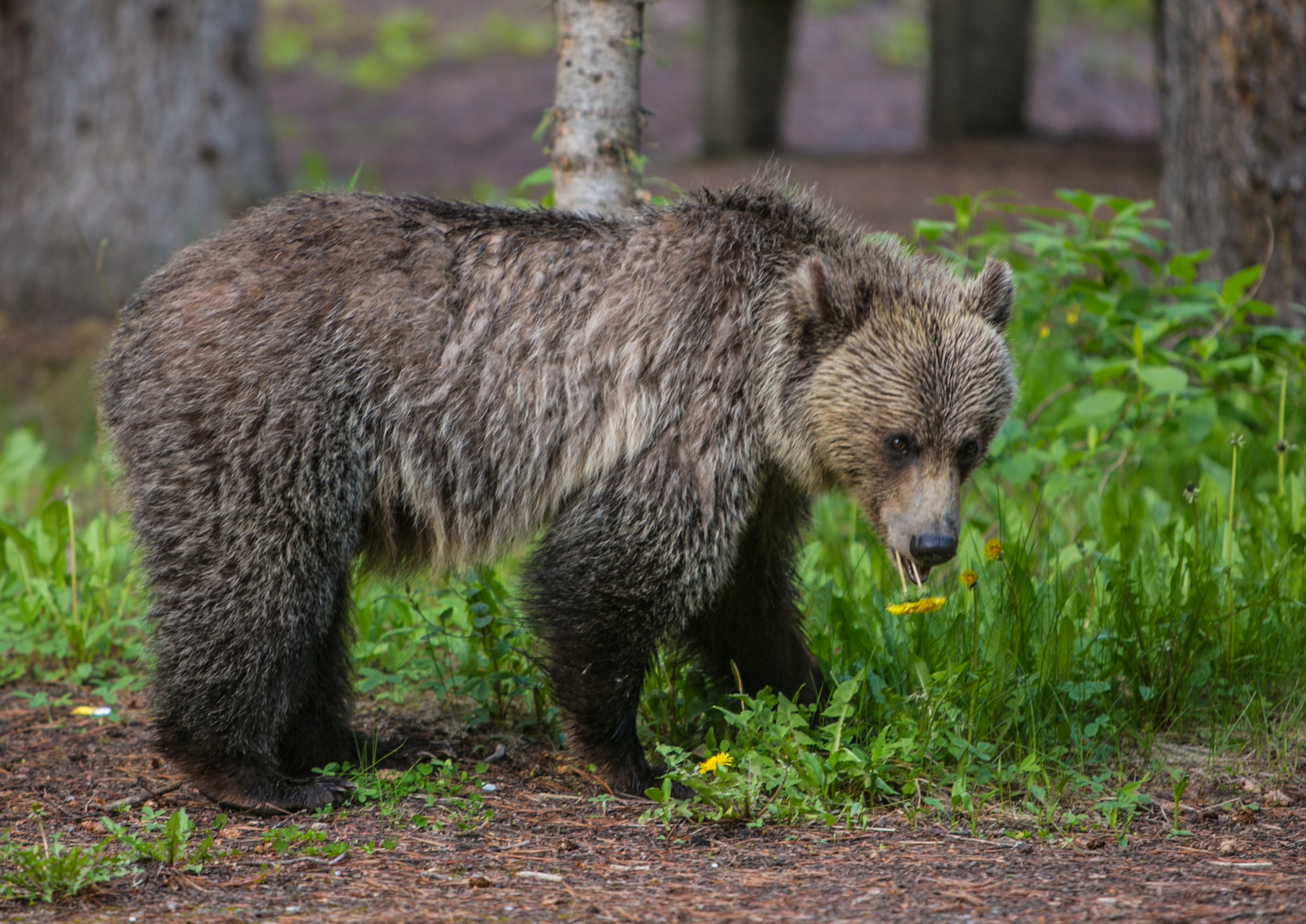 How to Survive a Bear Attack