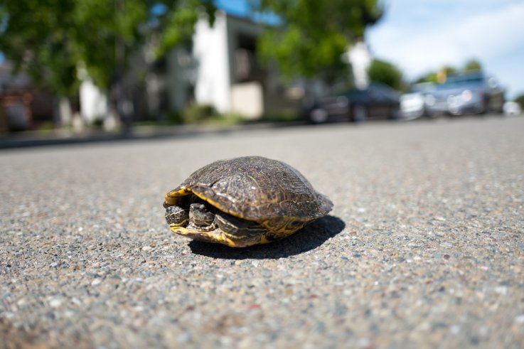 Turtle Crossing Road Turtle Crossing Road